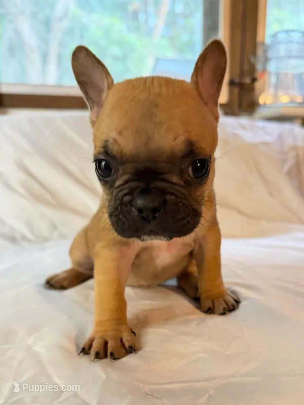 Ruby  – Frenchton puppy for sale in Key Largo, FL