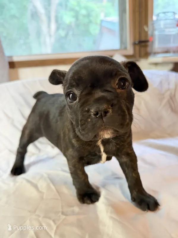 Bernice – Frenchton puppy for sale in Key Largo, FL