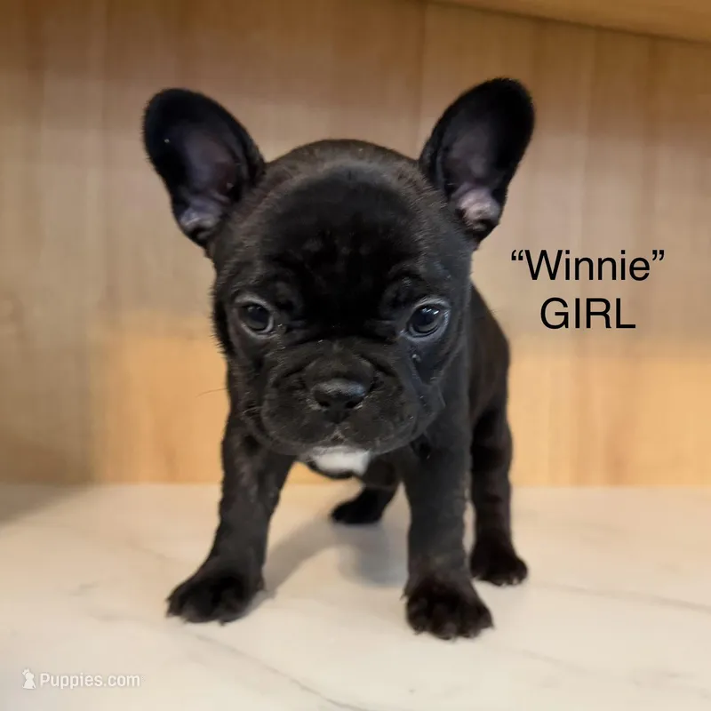 Winnefred – Frenchton puppy on hold in Defuniak Springs, FL