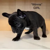 Winnefred, a female Frenchton for sale in Defuniak Springs, FL – Photo 2 of 4