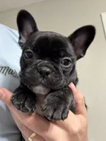 Winnefred, a female Frenchton for sale in Defuniak Springs, FL – Photo 4 of 4