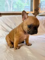 Ruby , a female Frenchton for sale in Key Largo, FL – 2 of 4