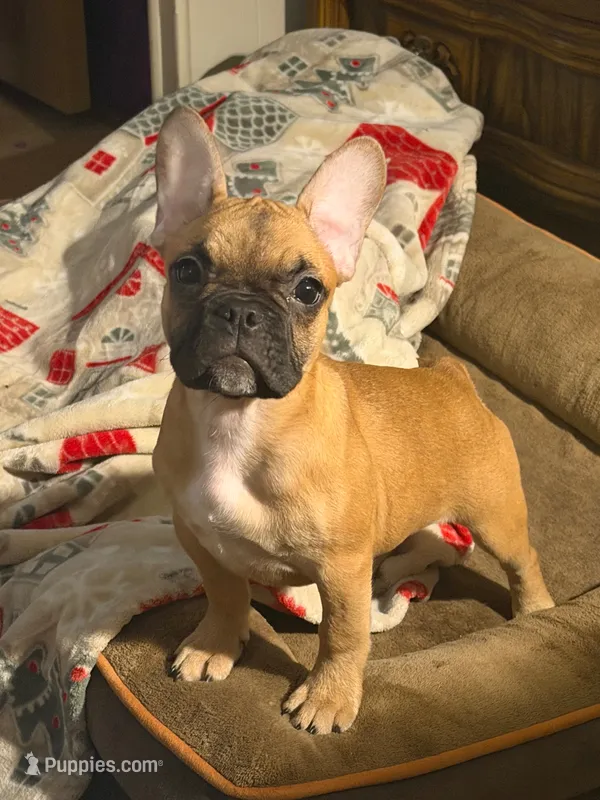 Ruby – Frenchton puppy for sale in Key Largo, FL