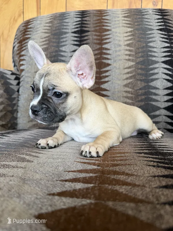 Dolly – Frenchton puppy for sale in Key Largo, FL