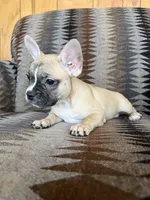 Dolly, a female Frenchton for sale in Key Largo, FL – 1 of 4