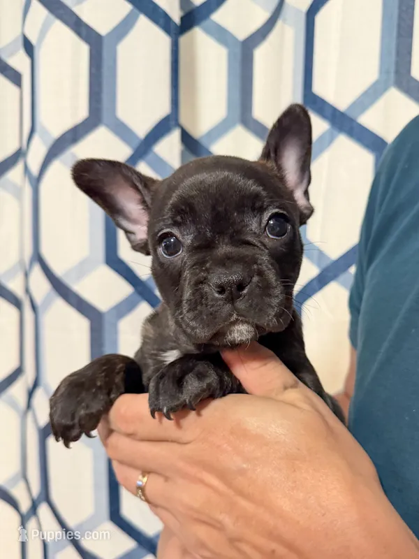 Cardi Flea – Frenchton puppy for sale in Key Largo, FL