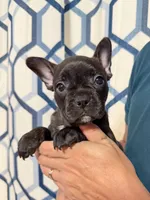Wednesday, a female Frenchton for sale in Key Largo, FL – 2 of 5
