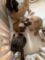 Ruby , a female Frenchton for sale in Key Largo, FL – 3 of 4