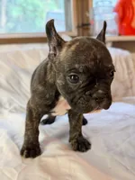 Stella, a female Frenchton for sale in Key Largo, FL – 2 of 5