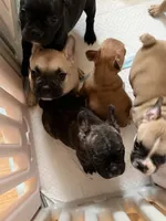 Lucy, a female Frenchton for sale in Key Largo, FL – 4 of 4