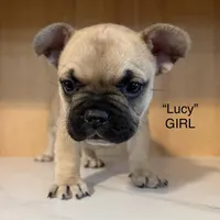 Lucy, a female Frenchton for sale in Defuniak Springs, FL – Photo 2 of 4