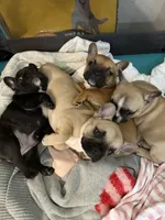 Lucy, a female Frenchton for sale in Defuniak Springs, FL – Photo 4 of 4