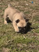 Lucy, a female Frenchton for sale in Defuniak Springs, FL – Photo 3 of 4