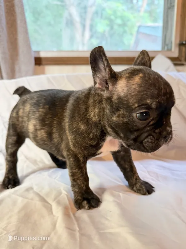 Stella – Frenchton puppy for sale in Key Largo, FL