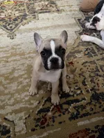Tucker, a male Frenchton for sale in Defuniak Springs, FL – 2 of 8