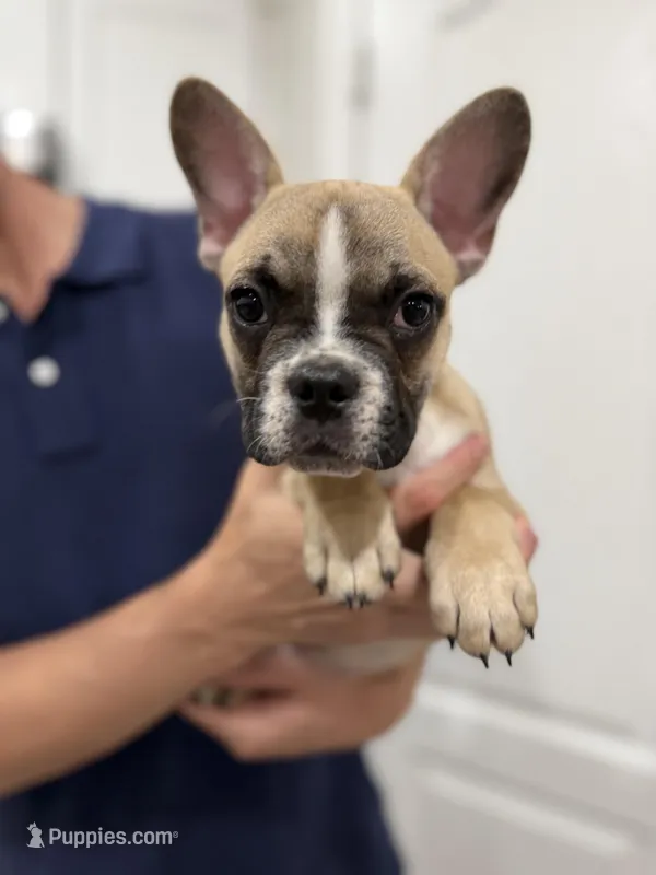 Tucker – Frenchton puppy on hold in Defuniak Springs, FL