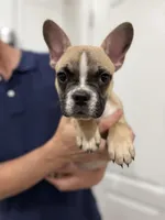 Tucker, a male Frenchton for sale in Defuniak Springs, FL – 1 of 8
