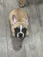 Tucker, a male Frenchton for sale in Defuniak Springs, FL – 7 of 8