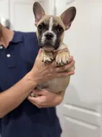 Tucker, a male Frenchton for sale in Defuniak Springs, FL – 5 of 8