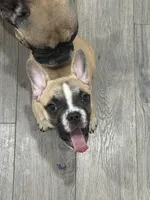 Tucker, a male Frenchton for sale in Defuniak Springs, FL – 8 of 8