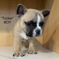 Tucker, a male Frenchton for sale in Defuniak Springs, FL – Photo 1 of 4