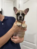 Tucker, a male Frenchton for sale in Defuniak Springs, FL – 6 of 8