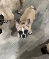 Tucker, a male Frenchton for sale in Defuniak Springs, FL – 3 of 8