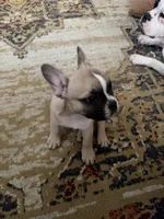 Tucker, a male Frenchton for sale in Defuniak Springs, FL – 4 of 8
