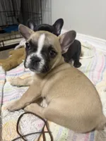 Tucker, a male Frenchton for sale in Defuniak Springs, FL – Photo 3 of 4