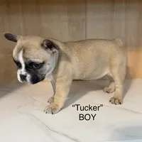 Tucker, a male Frenchton for sale in Defuniak Springs, FL – Photo 2 of 4