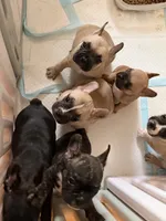 Dolly, a female Frenchton for sale in Key Largo, FL – 4 of 6