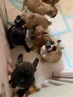 Bark Ruffalo, a male Frenchton for sale in Key Largo, FL – 4 of 4