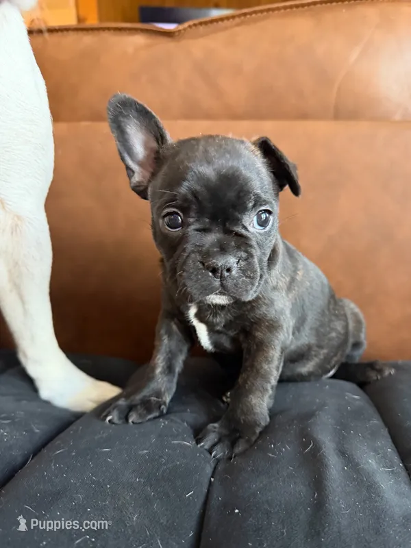 Cardi Flea – Frenchton puppy for sale in Key Largo, FL