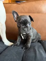 Bernice, a female Frenchton for sale in Key Largo, FL – 2 of 5