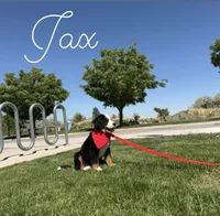 Jax AKC champion lines, a male Bernese Mountain Dog for sale in Orem, UT – 3 of 4