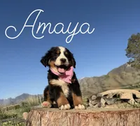 AKC Amaya - Champion lines, a female Bernese Mountain Dog for sale in Orem, UT – 1 of 4