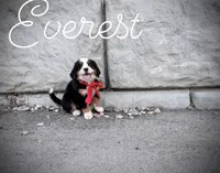 AKC Everest - Champion lines, a female Bernese Mountain Dog for sale in Orem, UT – 2 of 4