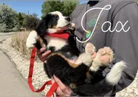 Jax AKC champion lines, a male Bernese Mountain Dog for sale in Orem, UT – 2 of 4