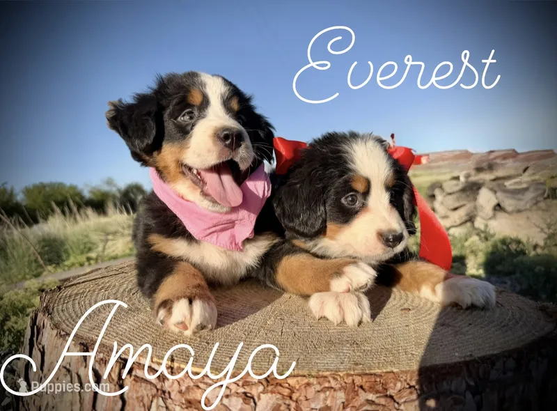 AKC Everest - Champion lines – Bernese Mountain Dog puppy for sale in Orem, UT