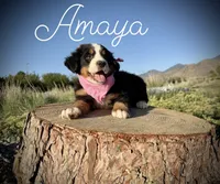 AKC Amaya - Champion lines, a female Bernese Mountain Dog for sale in Orem, UT – 4 of 4
