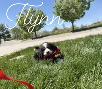 AKC Flynn - Champion lines, a male Bernese Mountain Dog for sale in Orem, UT – 2 of 3