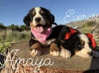 AKC Amaya - Champion lines, a female Bernese Mountain Dog for sale in Orem, UT – 3 of 4