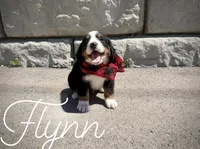 AKC Flynn - Champion lines, a male Bernese Mountain Dog for sale in Orem, UT – 3 of 3