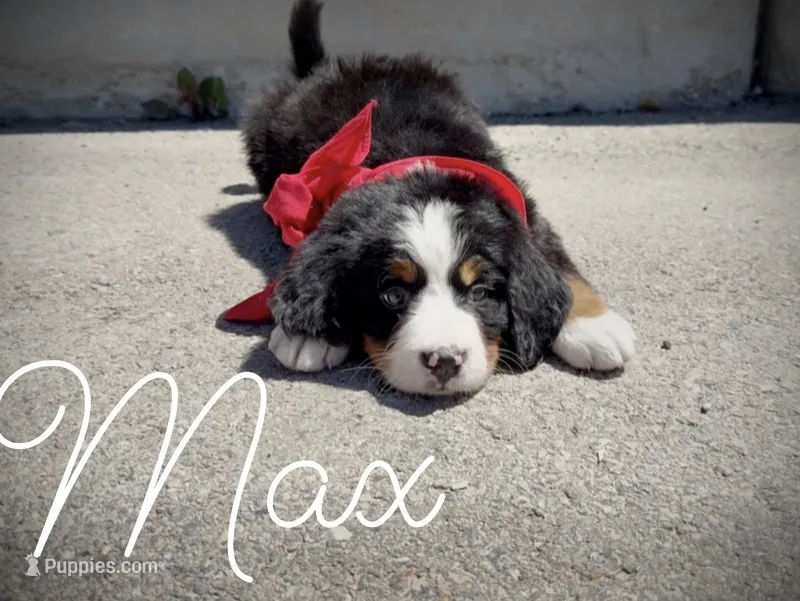 AKC Max - Champion lines – Bernese Mountain Dog puppy for sale in Orem, UT