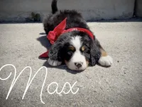 AKC Max - Champion lines, a male Bernese Mountain Dog for sale in Orem, UT – 1 of 3