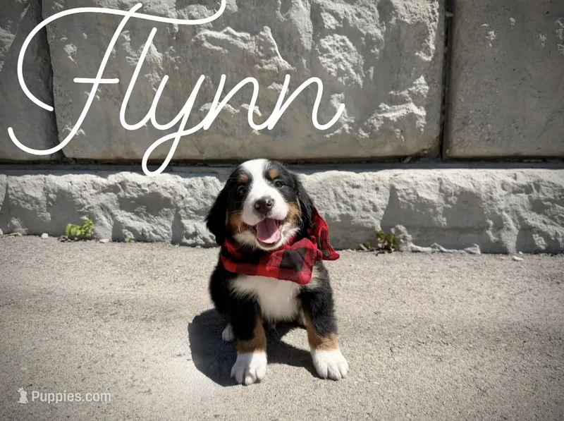 AKC Flynn - Champion lines – Bernese Mountain Dog puppy for sale in Orem, UT