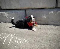 AKC Max - Champion lines, a male Bernese Mountain Dog for sale in Orem, UT – 3 of 3
