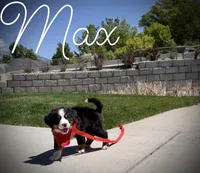 AKC Max - Champion lines, a male Bernese Mountain Dog for sale in Orem, UT – 2 of 3