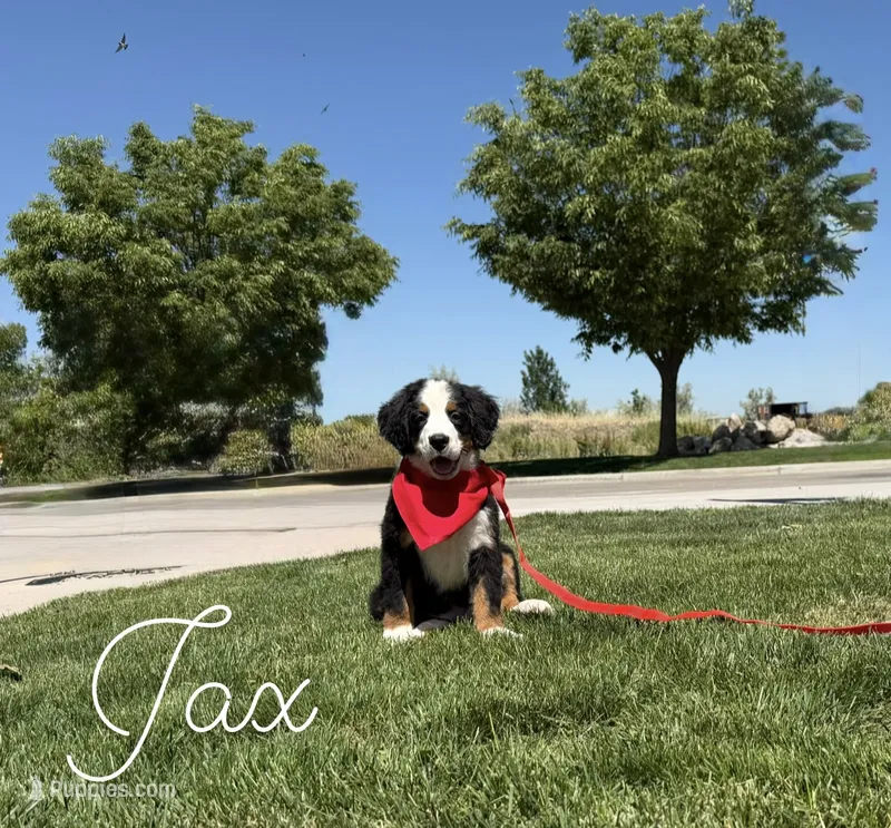 Jax AKC champion lines – Bernese Mountain Dog puppy for sale in Orem, UT