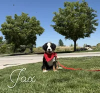 Jax AKC champion lines, a male Bernese Mountain Dog for sale in Orem, UT – 1 of 4